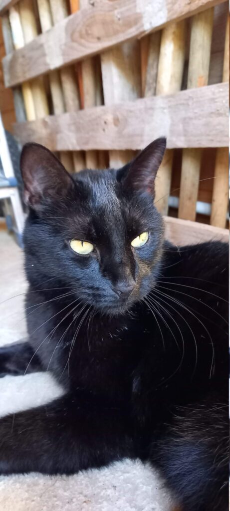 Un chat noir allongé.